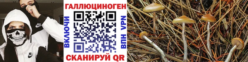 Купить  Ершов  Псилоцибиновые грибы Psilocybine cubensis 